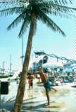 2palmtree